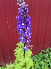 Delphinium hybridum