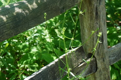 Cichorium intybus intybus