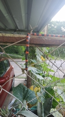 Geophis semidoliatus