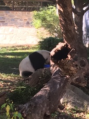 Ailuropoda melanoleuca