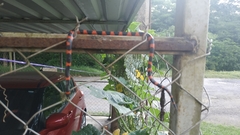 Geophis semidoliatus