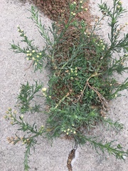 Erigeron bonariensis
