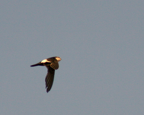 White-throated Swift (Don Edwards San Francisco Bay National Wildlife ...