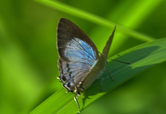 Tajuria cippus maxentius
