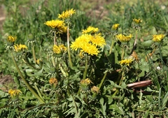 Taraxacum alpinum