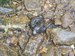 Desmognathus amphileucus