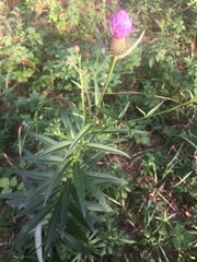 Cirsium serratuloides