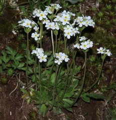Androsace obtusifolia
