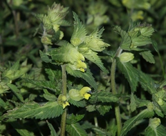Rhinanthus freynii