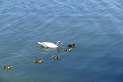 Cairina moschata domestica