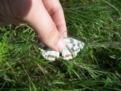 Melanargia halimede