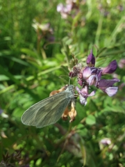 Leptidea juvernica