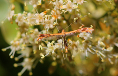 Stenodacma wahlbergi