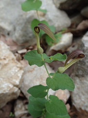 Aristolochia rotunda