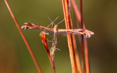 Stenodacma wahlbergi