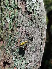 Chlorophorus glabromaculatus