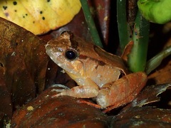 Limnonectes palavanensis