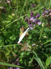 Leptidea juvernica