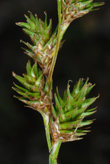 Carex normalis