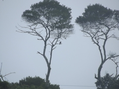 Accipiter tachiro tachiro