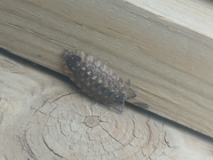 Porcellio spinicornis