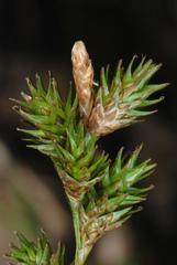 Carex normalis