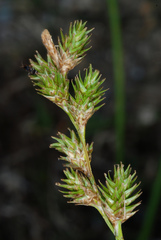 Carex normalis