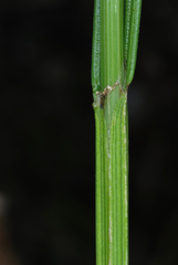 Carex normalis