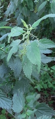 Urtica dioica