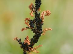 Aphis rumicis