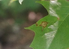 Acericecis ocellaris