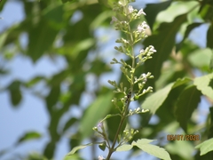 Vitex negundo
