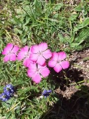 Dianthus pavonius