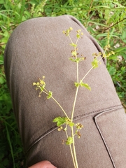 Alchemilla xanthochlora