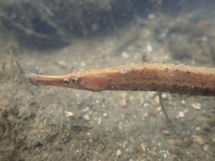 Bellybarred Pipefish photo 1