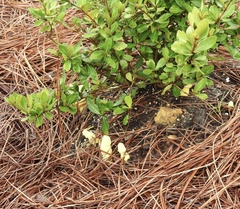 Leucocoprinus birnbaumii image