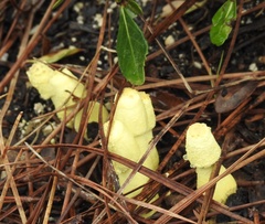 Leucocoprinus birnbaumii image