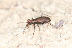 Cylindera germanica