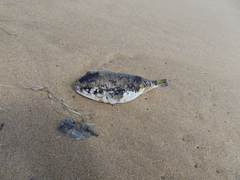 Amblyrhynchote honckenii