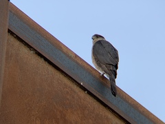 Accipiter cooperii