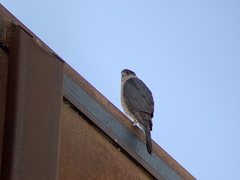 Accipiter cooperii