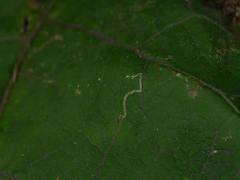 Phytomyza lappae
