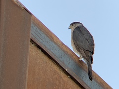 Accipiter cooperii