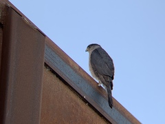 Accipiter cooperii