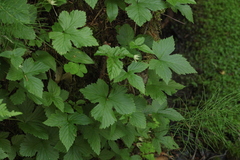 Rubus humulifolius