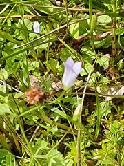 Hesperocodon hederaceus