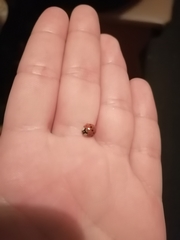 Harmonia axyridis