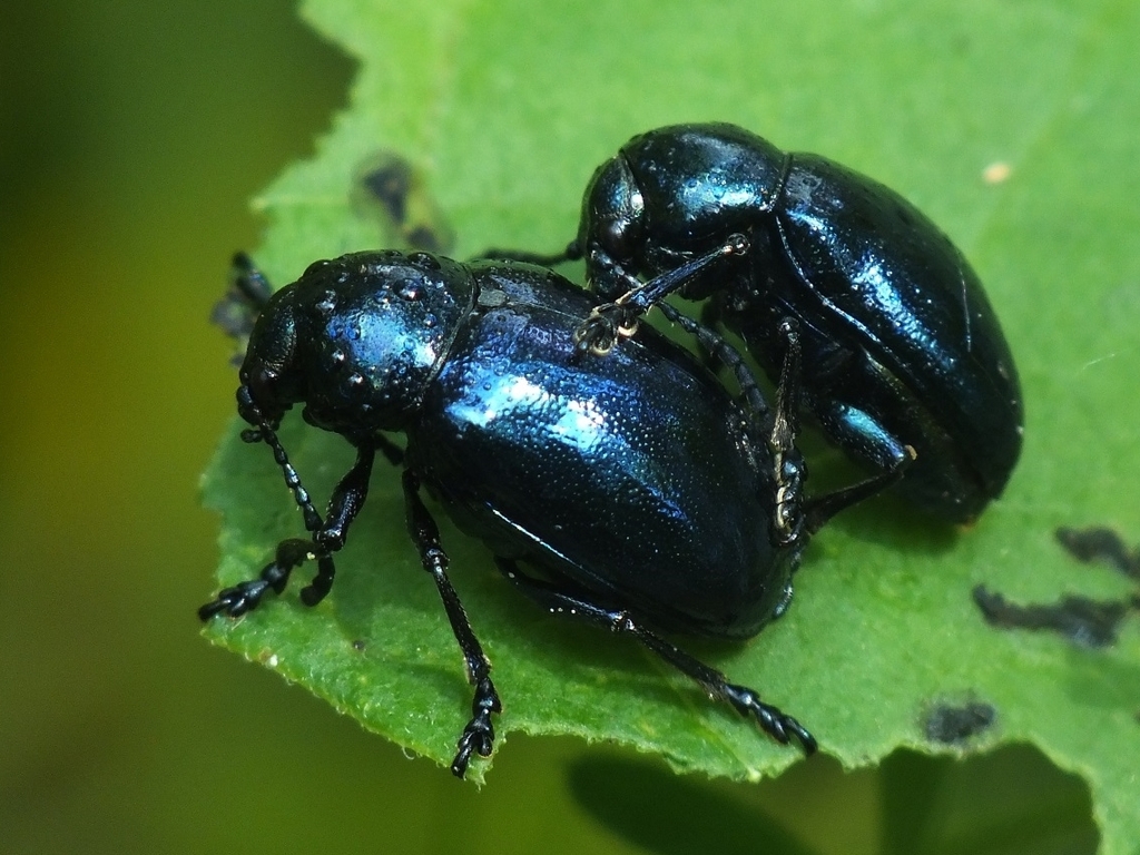 Chrysochus asclepiadeus