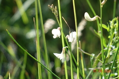 Astragalus convallarius