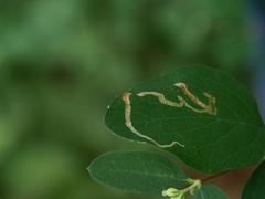 Aulagromyza hendeliana